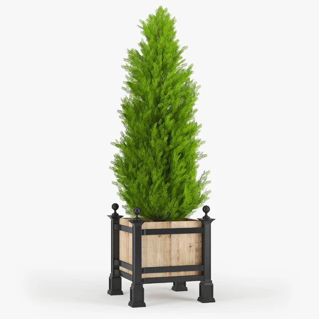 Thuja 3 — Скачать