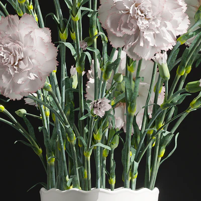 Carnation 2 — Ver 3