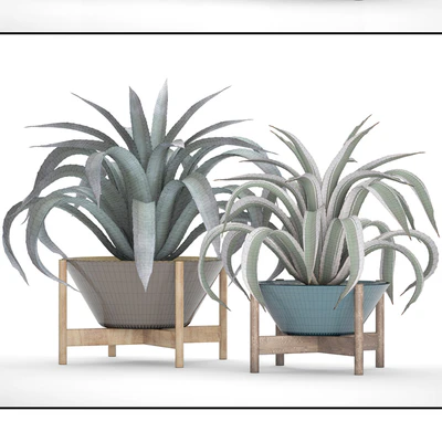 Collection of plants 74. Agave, agave, aloe, cactus, outdoor pot, flowerpot, mexican, decorative, prickly — Ver 3