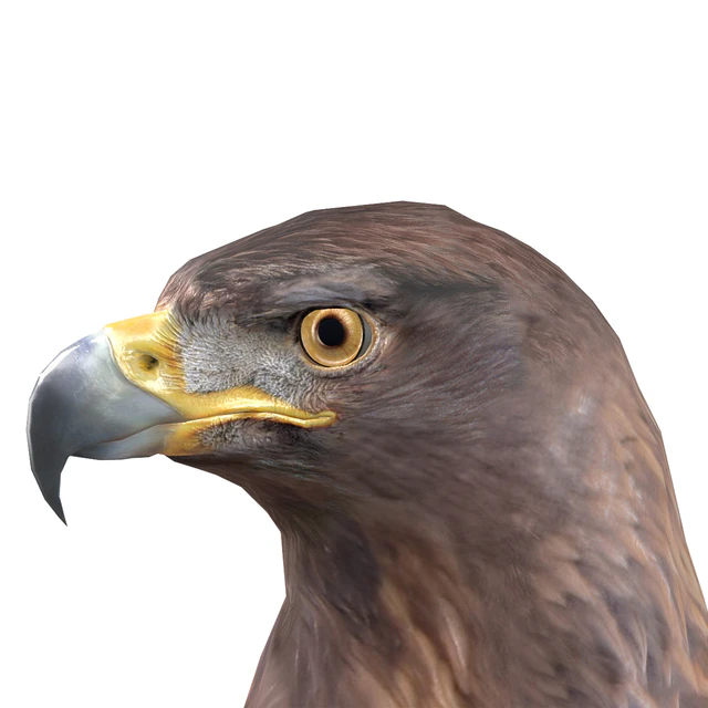 Golden eagle — Descargar
