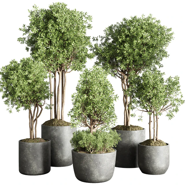Collection indoor outdoor plant 145 plant tree vase dirty concrete — Скачать