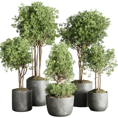 Collection indoor outdoor plant 145 plant tree vase dirty concrete — Вид 1