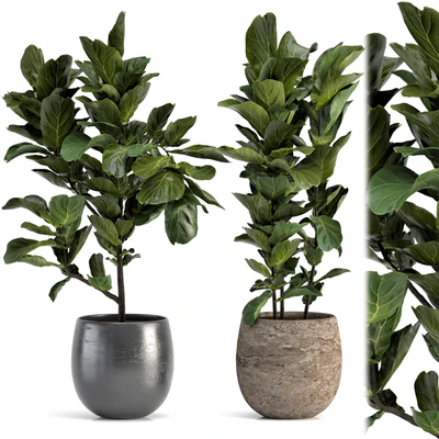 Collection of plants-006 — Вид 1