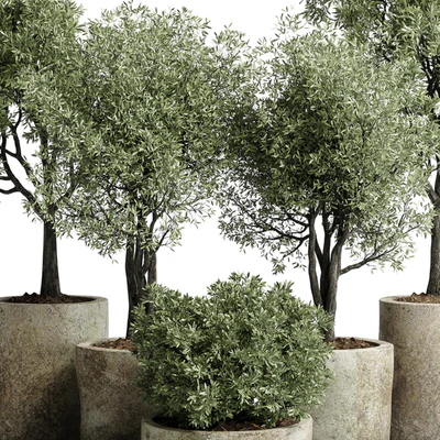 Collection outdoor plant 65 pot old olive tree concrete old vase corona — Ver 6