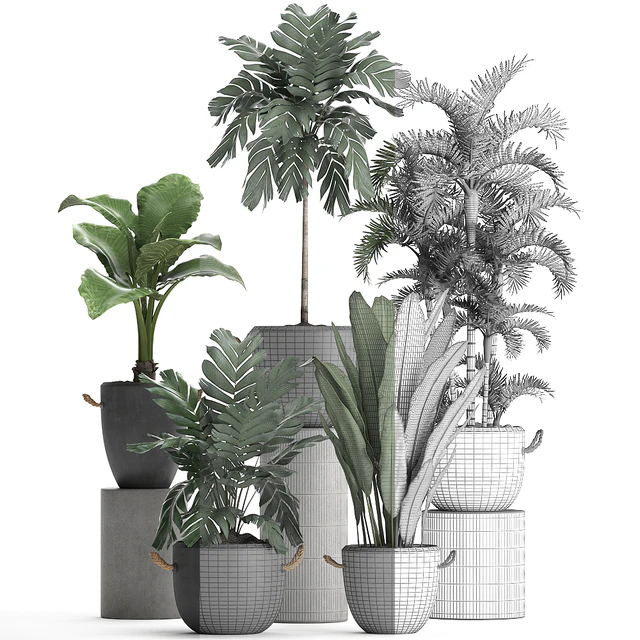 A collection of plants in modern black concrete pots with palm Cariota, Areca, banana, alokasia. Set 405. — Descargar