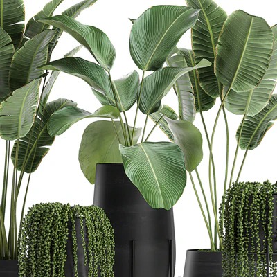 A collection of hanging plants in black pots on legs with Banana palm, Calathea lutea, Strelitzia, Krestovnik, succulents. Set 700. — Ver 5