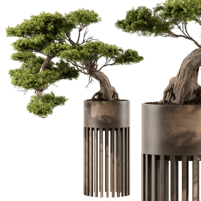 indoor Plant 455 - Bonsai Plant — Вид 1