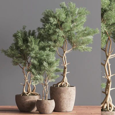 Indoor Plant Set 76 — View 6