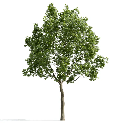 trees and barks 010 — Скачать