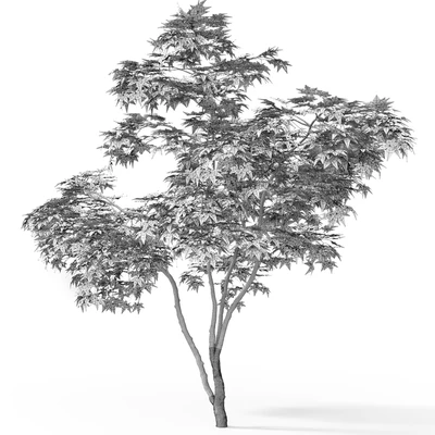 Acer — Вид 3