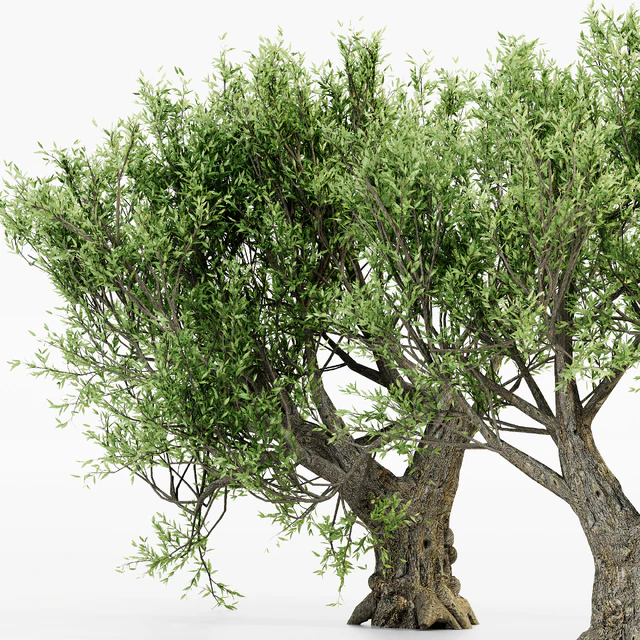 African Olive tree — Download