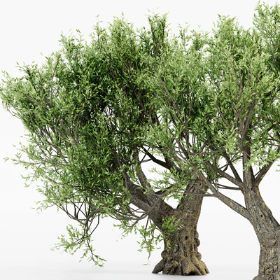 African Olive tree — View 2