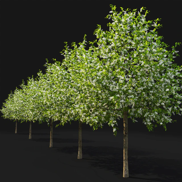 Bird cherry | Prunus Padus flowering # 4 — Descargar