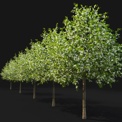 Bird cherry | Prunus Padus flowering # 4 — Ver 4