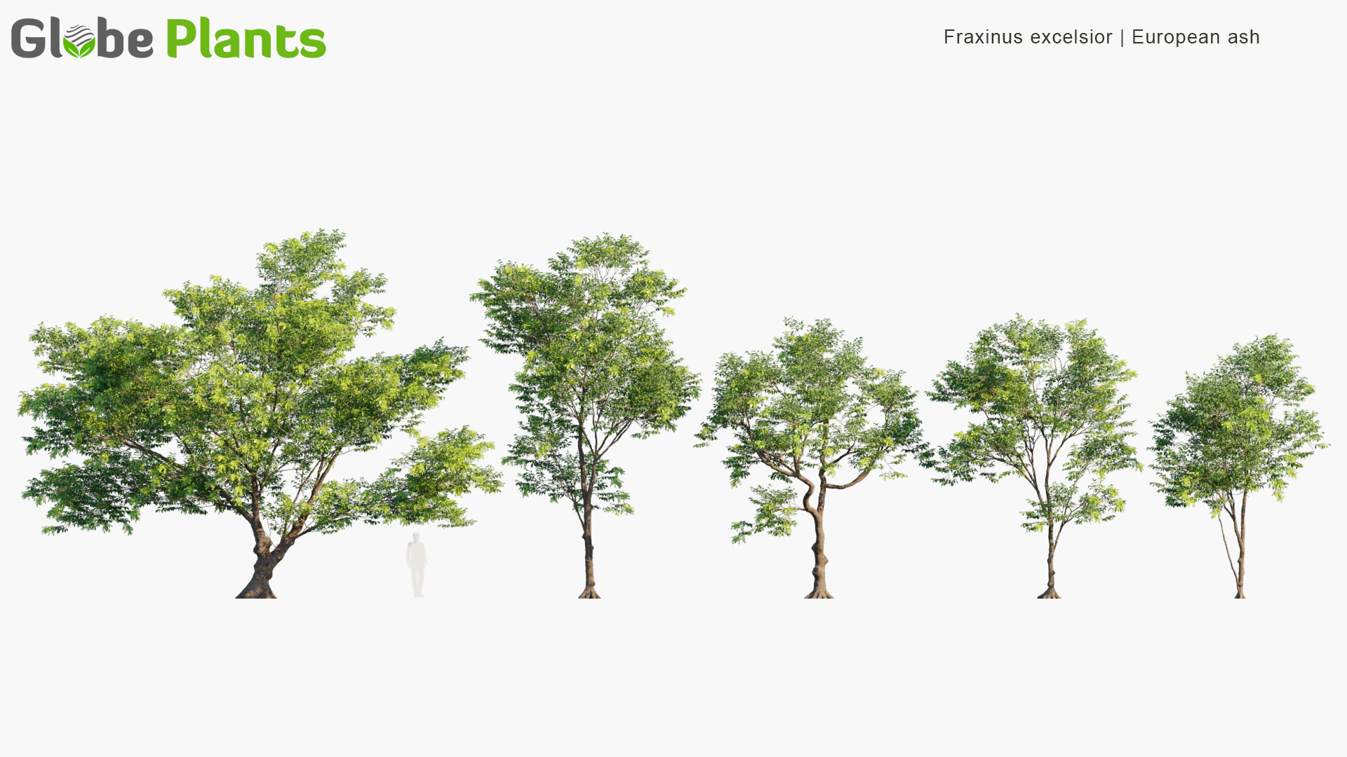 fraxinus excelsior — Скачать