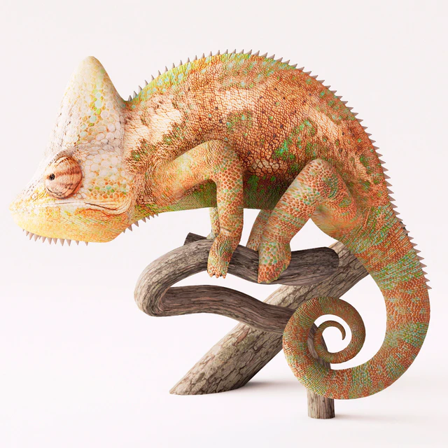 Decorative set, chameleon — Descargar