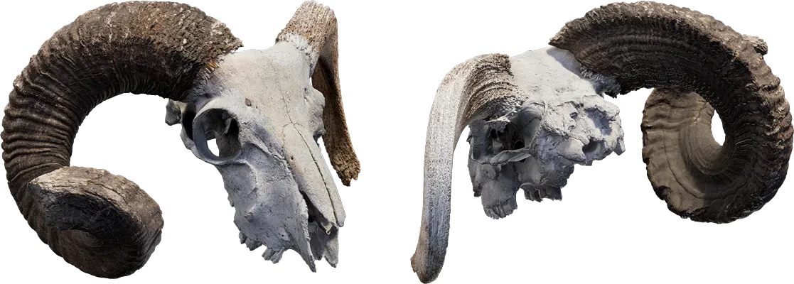animal skull 005 — Скачать