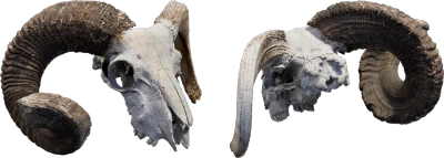 animal skull 005 — Скачать