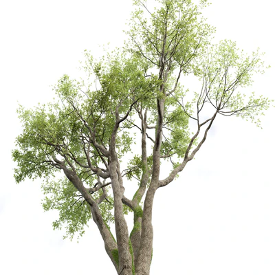 New Plant High detail Angel Oak Live Tree — Вид 4