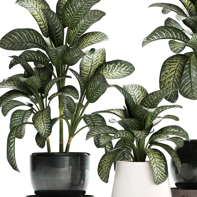 Collection of small plants in modern stylish round pots on legs with Diffenbachia, luxury. Set 452. — Descargar