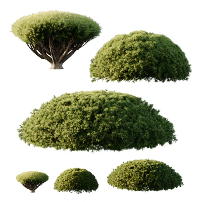 Pinus Mugo Bush07 — download