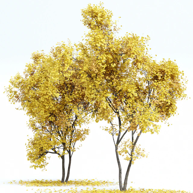 Maple Sapindaceae and Acer Saccharinum Fall trees — Скачать