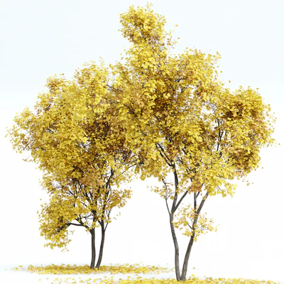 Maple Sapindaceae and Acer Saccharinum Fall trees — Вид 7