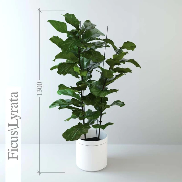 Ficus \ lyrate — Descargar
