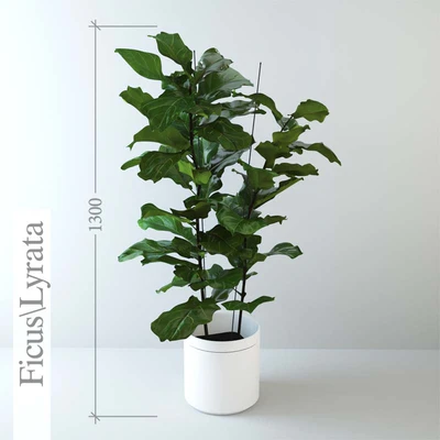 Ficus \ lyrate — Ver 1