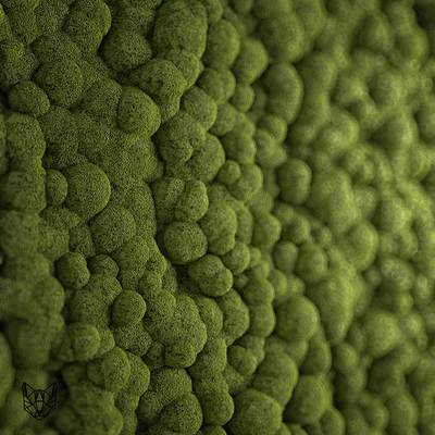 moss — Вид 1