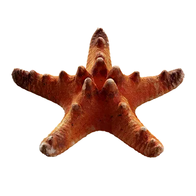starfish 002 — Descargar