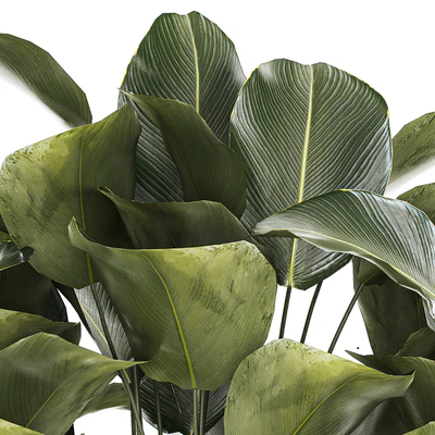 Exotic bush Calathea lutea in a pot, Strelitzia. Plant set 1309 — скачать