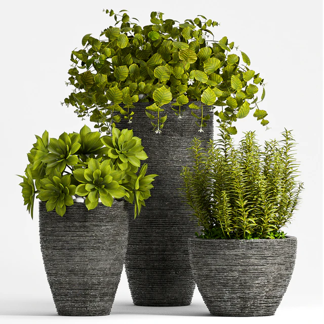 PLANT SET - 75 — Descargar