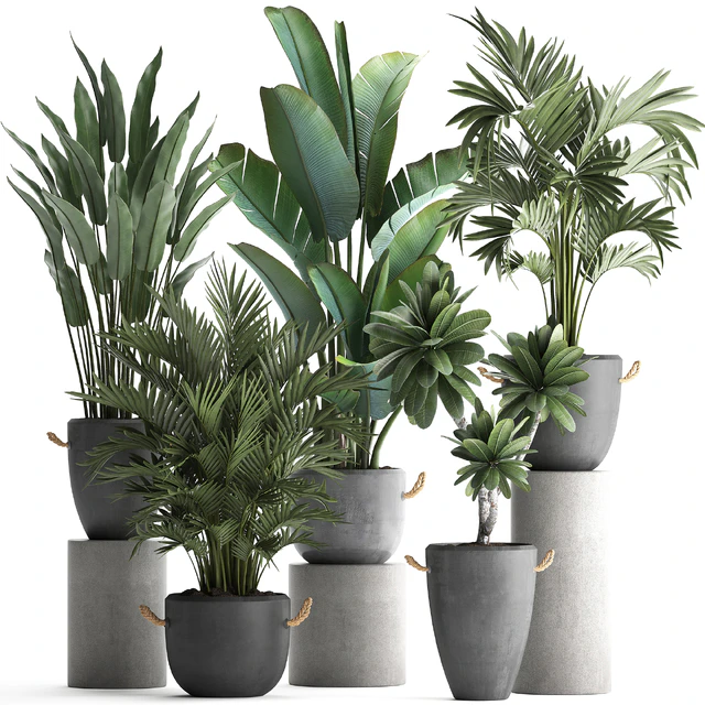 Plant Collection 402. Banana, strelitzia, palm, howea, plumeria, concrete, flowerpot, pot, exotic plants, outdoor, exotic, strelitzia — Descargar