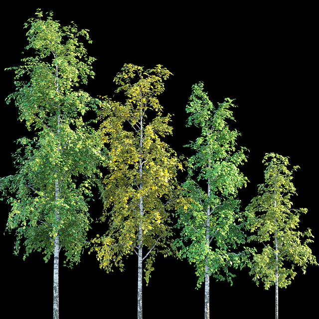 Birches — Descargar
