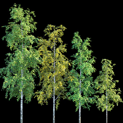Birches — Ver 1