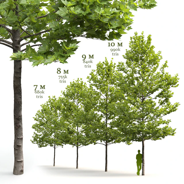 Plane-tree / Sycamore / Platanus acerifolia #4 — Descargar