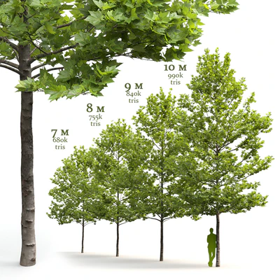 Plane-tree / Sycamore / Platanus acerifolia #4 — Ver 7
