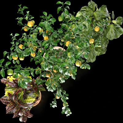 Plants set 5 (Croton, Ficus, Limon) — Вид 5