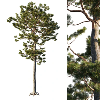 Pinus sylvestris Tree — Скачать