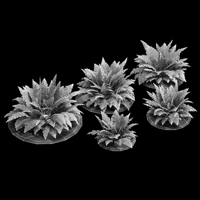 Fern bush — Descargar