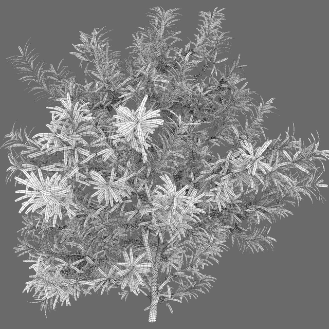 Sea Buckthorn | Hippophae # 2 — Descargar