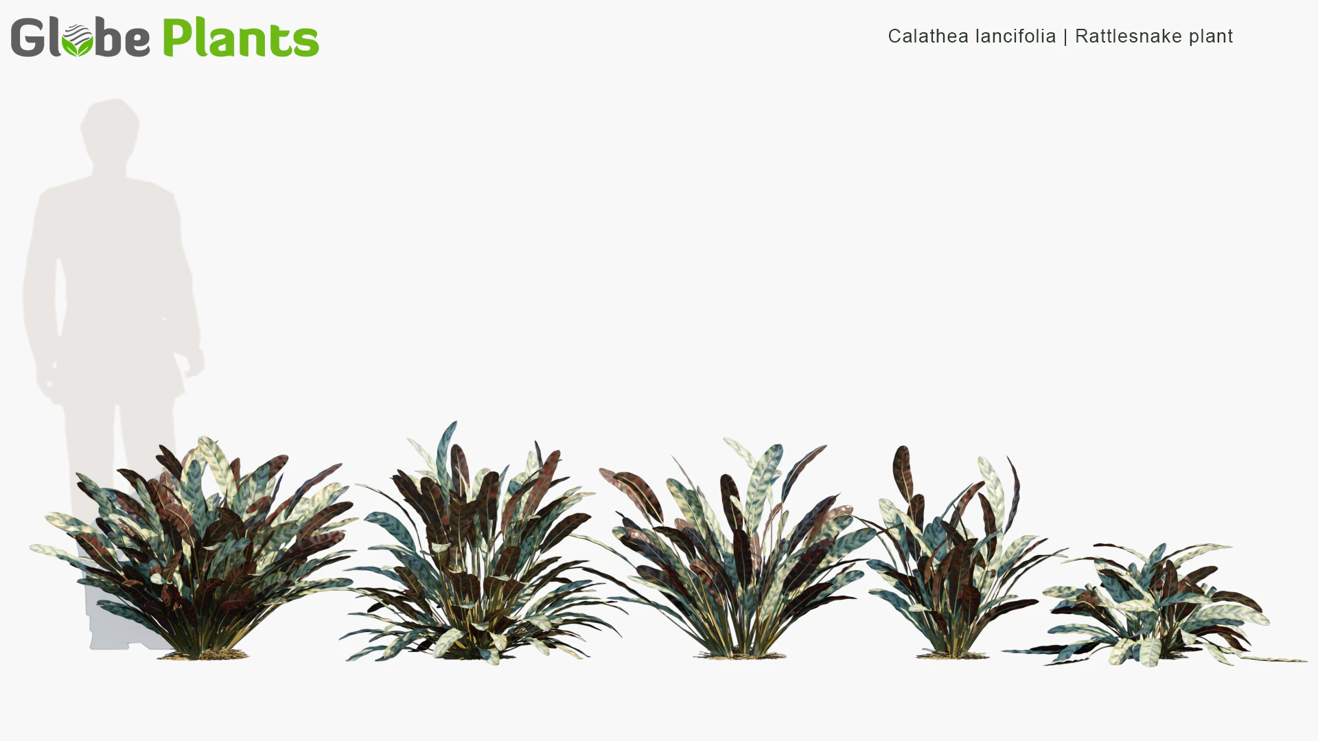 calathea lancifolia — Download
