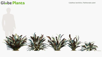 calathea lancifolia — download