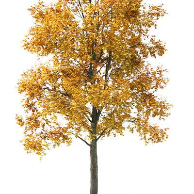 Maple — Вид 2