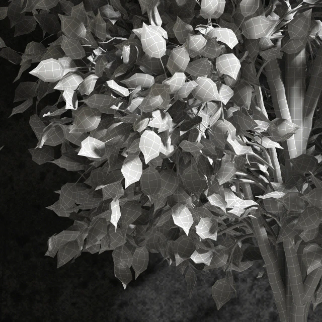 Plants Ficus Benjamin — Descargar