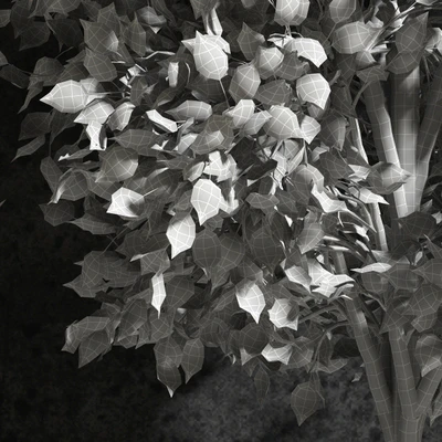 Plants Ficus Benjamin — Ver 3