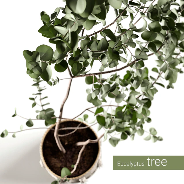 Eucalyptus tree — Descargar