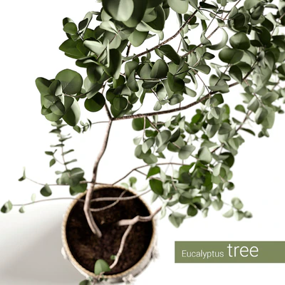 Eucalyptus tree — Ver 3