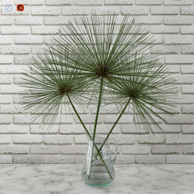Cyperus papyrus / Papyrus in a vase — Descargar